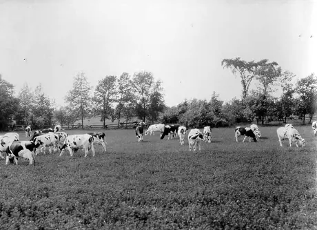 Holstein cattle grazing in a field, Bloomfield, Ontario