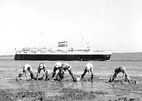 Ferry MV Bluenose with men digging blood worms for bait
