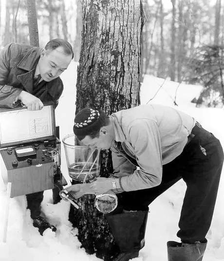 Testing the pH and sugar content of maple sap at the Experimental Maple-sugaring Station