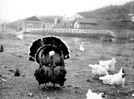 A tom turkey struts around the farm