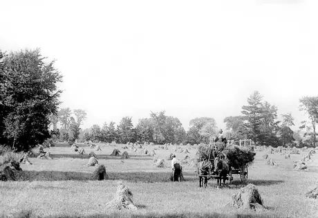 Loading of a cereal crop into a bundle wagon in a field of stooks