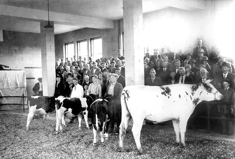 Prize Holstein cattle at the Experimental Farm