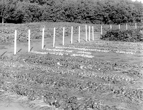 Letting onion tops dry after harvesting at the Experimental Farm