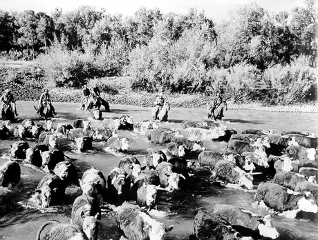Cattle being driven across Oldman River