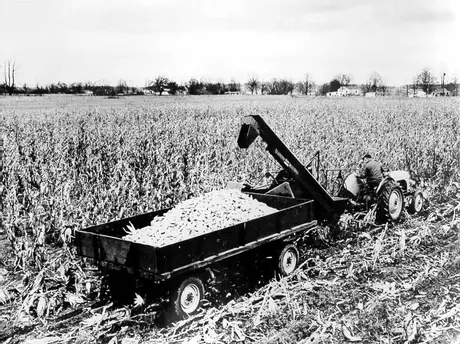 Harvesting corn with a Wood Bros. corn harvester