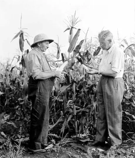 A farmer and a CNR Agricultural Representative inspect corn