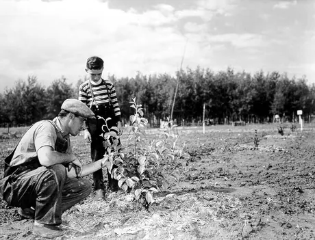 Farmer and boy inspecting a fruit tree