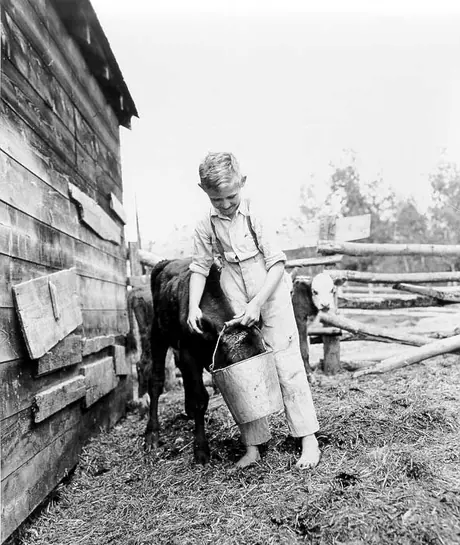 Boy feeding a beef calf from a pail