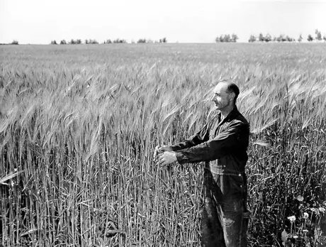 A farmer inspects his crop of oats