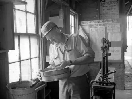 Elevator operator checking grain for dockage