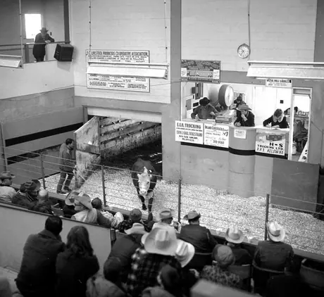 Beef cow being sold at a livestock auction