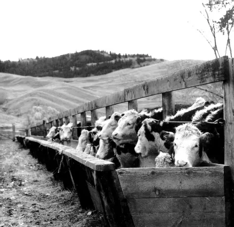 Herefords eating at a trough on Perry Ranch