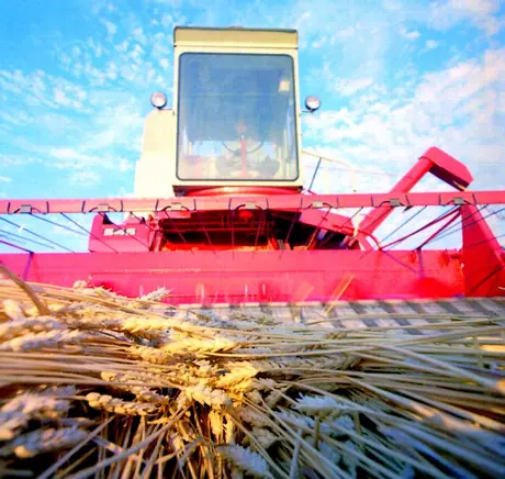 Wheat on the pick-up of a self-propelled combine