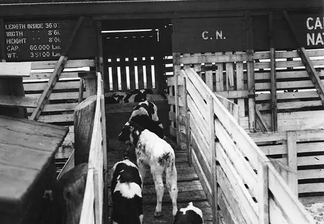 Calves being herded aboard a Canadian National Railway stock train