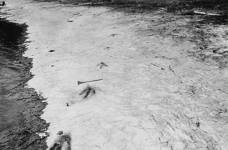 Dinosaur tracks preserved in stone