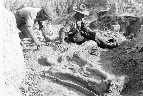 Excavating dinosaur bones