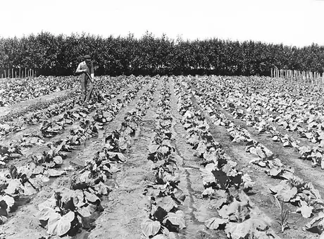 A farmer tending his cabbage patch