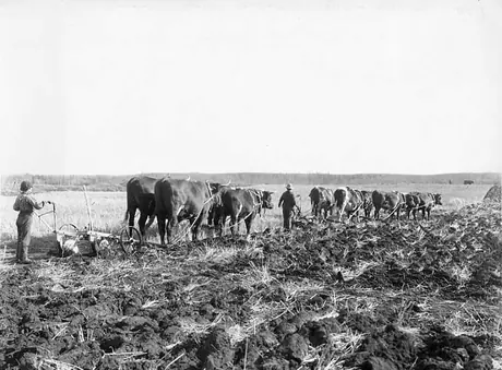 Using oxen to plough the soil in the Swan River Valley