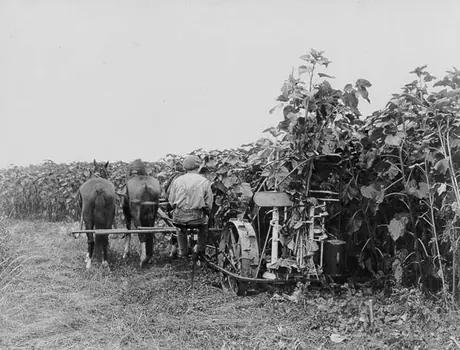Horse-drawn binder harvesting sunflowers