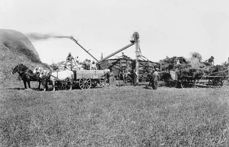 Threshing grain in Western Canada