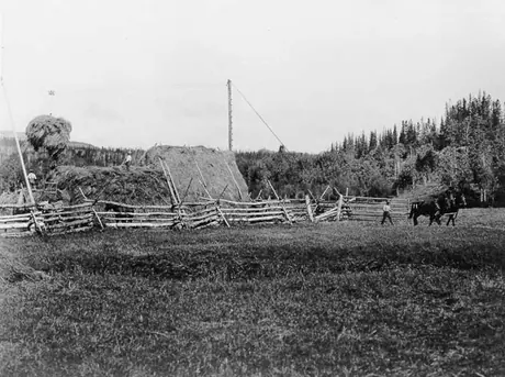 Stacking hay in the Bulkley River valley