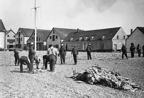 Laying out cod to dry in the sun