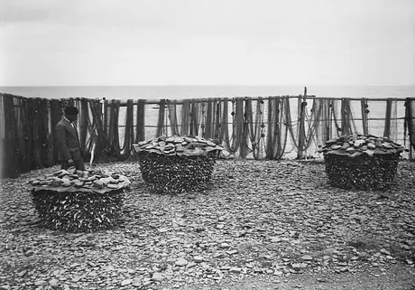 Cod fish drying in the sun