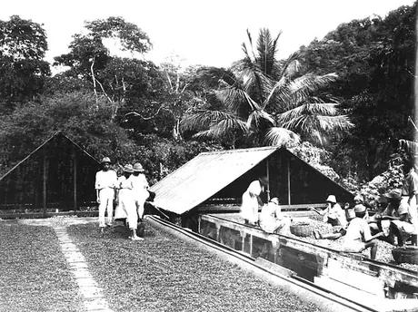 Processing cocoa beans