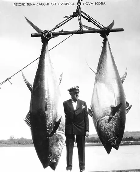 A record tuna catch on display