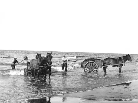 Collecting Irish moss