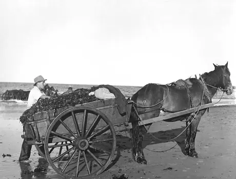 Loading Irish moss onto a cart