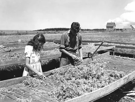 Drying Irish moss in the sun