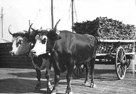 An ox team pulls a cart load of produce along the dock