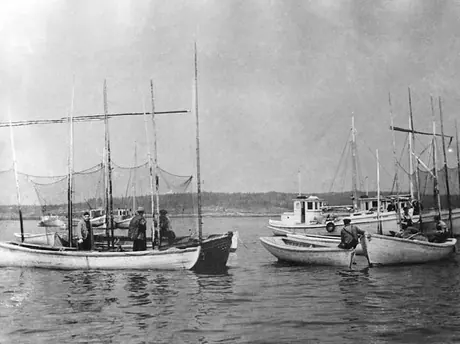 Sardine fishing in the Bay of Fundy