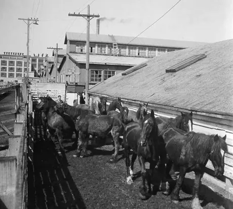 Horses at the Winnipeg stock yards