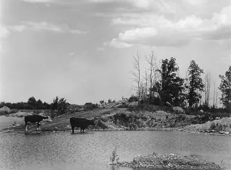 Cattle beside a pond