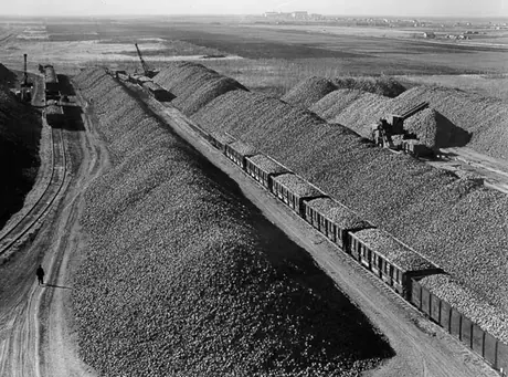 Loading sugar beets onto railway cars