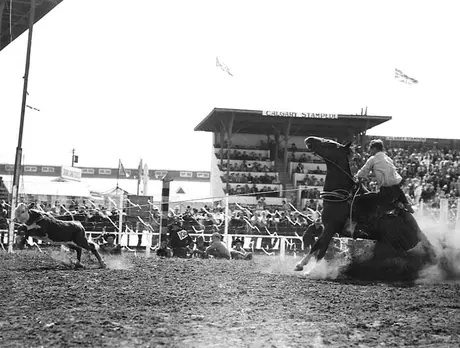 Calf roping competition at the Calgary Stampede