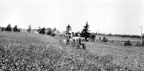 Cutting clover on a P.E.I. Farm