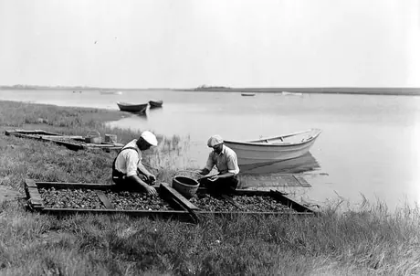 Oyster farmers culling seed oysters reared from floating trays, Malpeque Bay