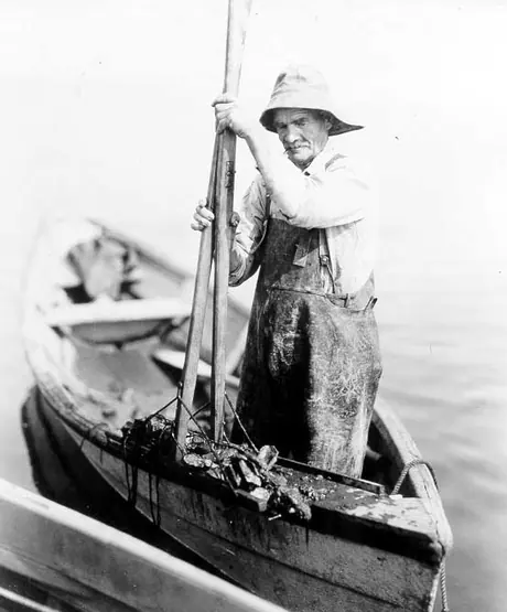 Harvesting oysters on Malpeque Bay
