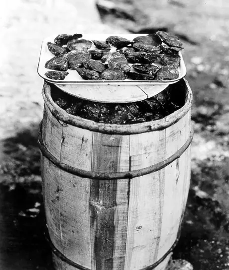 Malpeque oysters