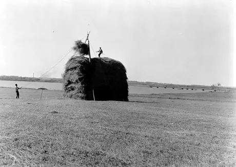 Stacking hay on shear poles