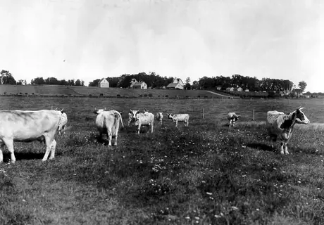 Cattle grazing in a field