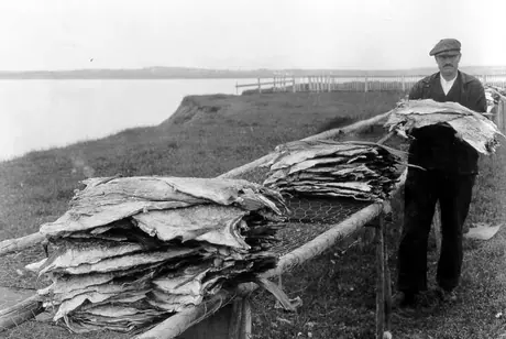 Drying cod fish