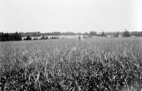 Field of mixed grains owned by Walter Leas