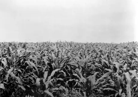 Field of corn, Falconwood farm, Charlotetown