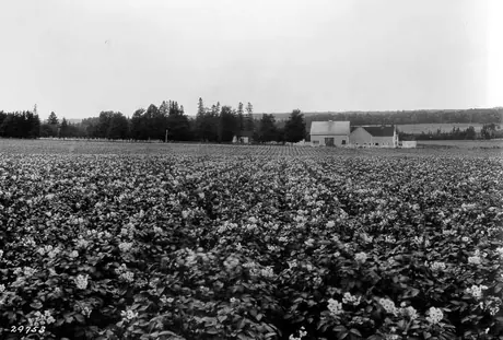 Field of green mountain potatoes