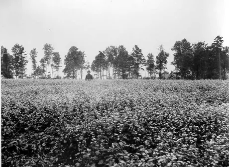 Standing in a field of buckwheat, Falconwood Farm, P.E.I.