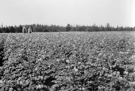 Field of potatoes owned by Walter Leas